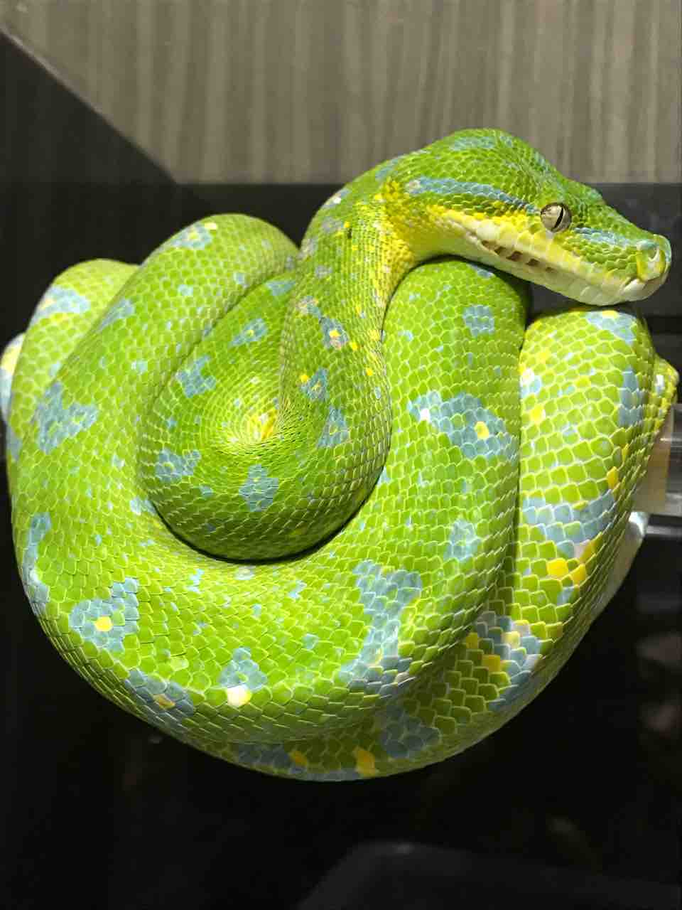 グリーンパイソン 販売個体 Foster フォスター 香川県