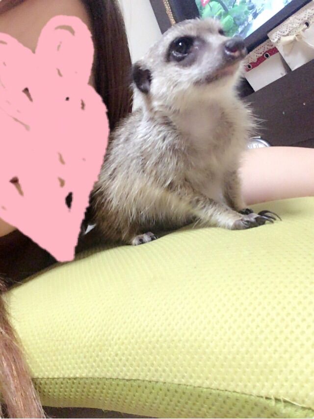 ミーアキャット Foster フォスター 香川県