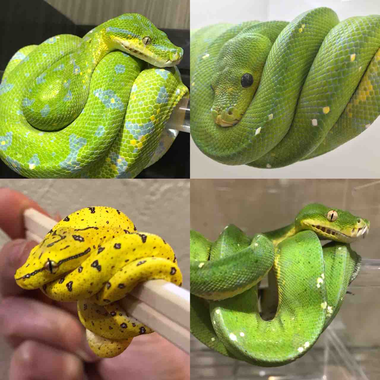 グリーンパイソン 販売個体 Foster フォスター 香川県