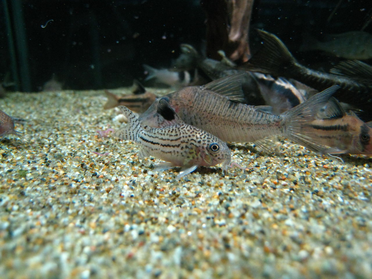 1 12 新着魚 ペットランド東広島店