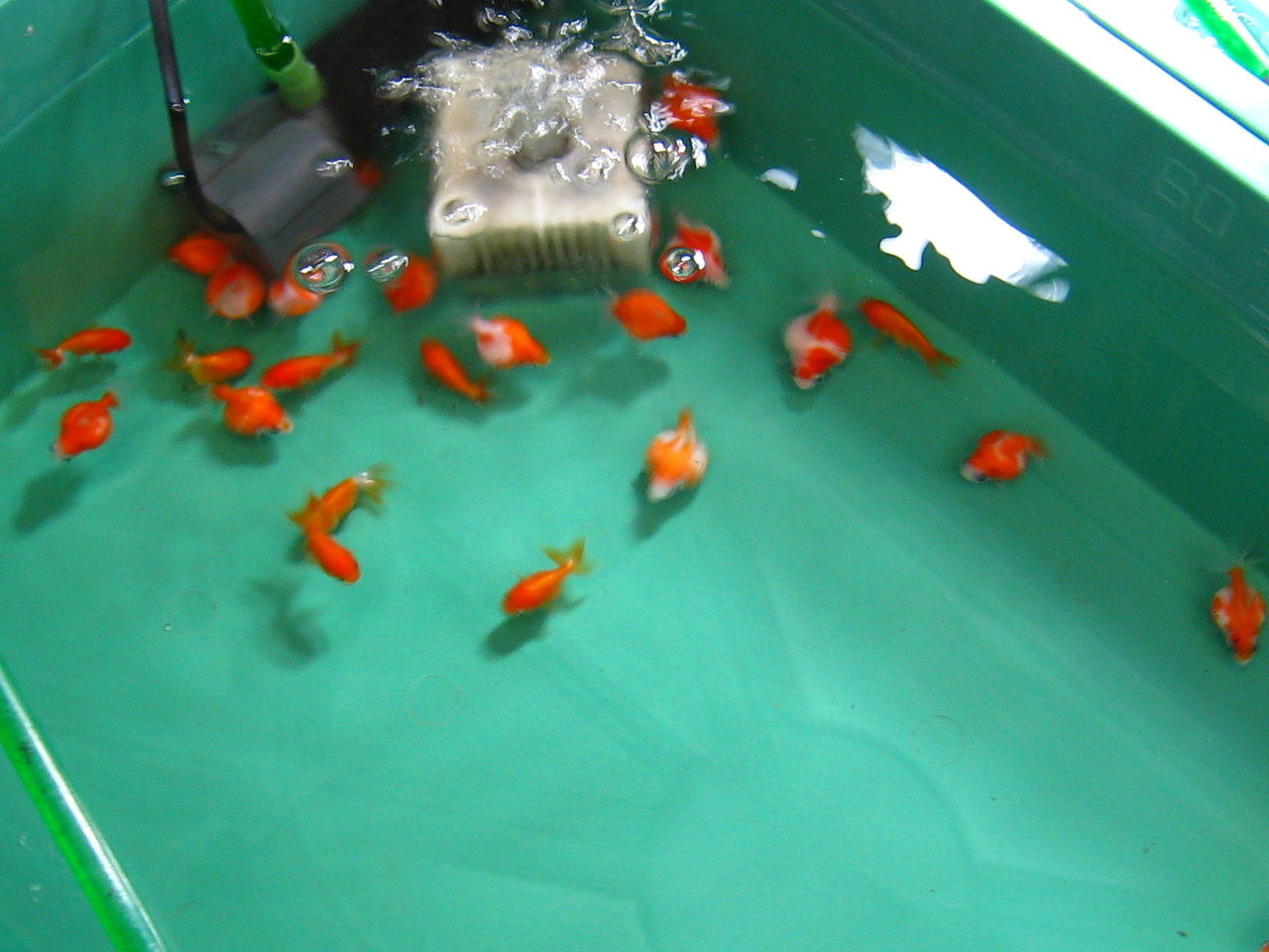 3 25 新入荷 ペットランド東広島店