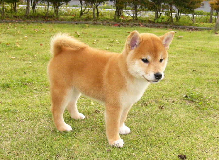 画像大量 犬の中で一番かわいい犬種と言えばwwww ペットまとめ速報 画像大量 犬の中で一番かわいい犬種と言えばwwww ペットまとめ速報