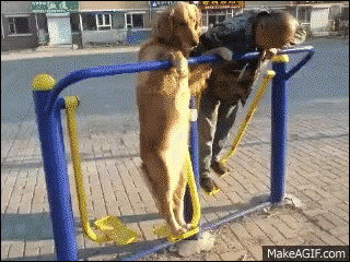 動物の画像や動画で癒されるスレ どうぶつ速報 犬 猫 モフモフ可愛いまとめサイトー 動物の画像や動画で癒されるスレ どうぶつ速報 犬 猫 モフモフ可愛いまとめサイトー