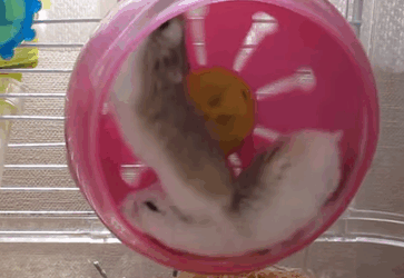 動物の画像や動画で癒されるスレ どうぶつ速報 犬 猫 モフモフ可愛いまとめサイトー 動物の画像や動画で癒されるスレ どうぶつ速報 犬 猫 モフモフ可愛いまとめサイトー
