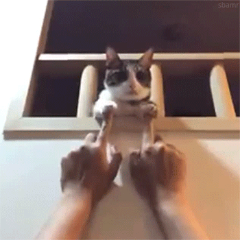 動物の画像や動画で癒されるスレ どうぶつ速報 犬 猫 モフモフ可愛いまとめサイトー 動物の画像や動画で癒されるスレ どうぶつ速報 犬 猫 モフモフ可愛いまとめサイトー