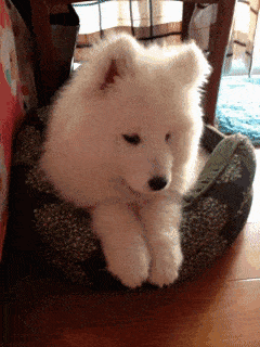 動物の画像や動画で癒されるスレ どうぶつ速報 犬 猫 モフモフ可愛いまとめサイトー 動物の画像や動画で癒されるスレ どうぶつ速報 犬 猫 モフモフ可愛いまとめサイトー