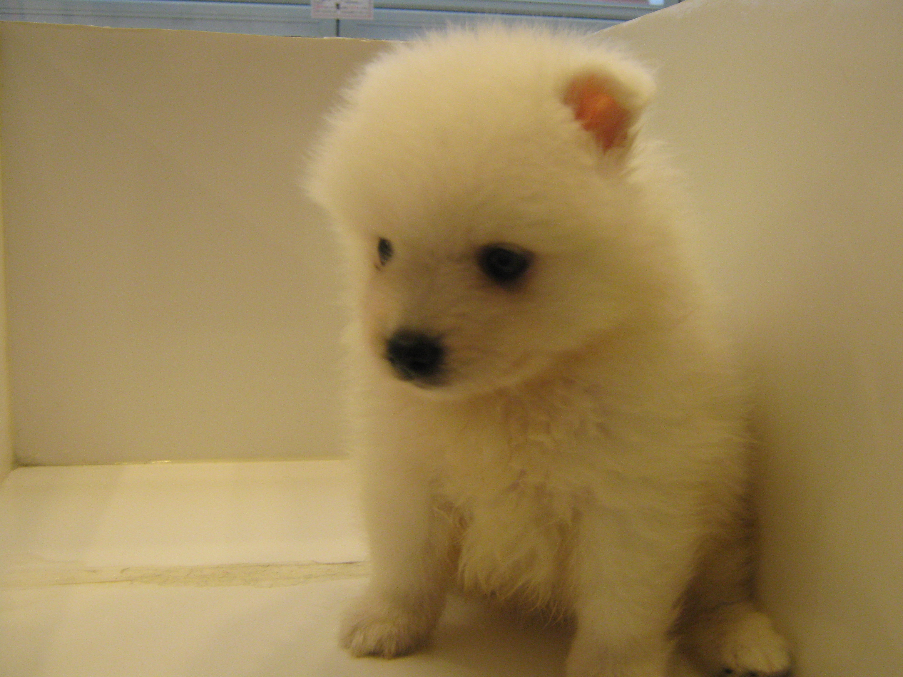 愛知県名古屋市ペットショップワンラブ 日本スピッツの男の子 名古屋市 北区 ペットショップ ワンラブ Newクロスタウン店ブログ