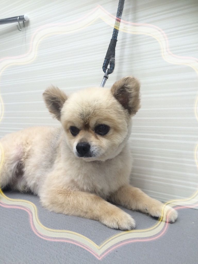 ポメチー シャンプーカット Newクロスタウン店 小粥 名古屋市 北区 ペットショップ ワンラブ Newクロスタウン店ブログ