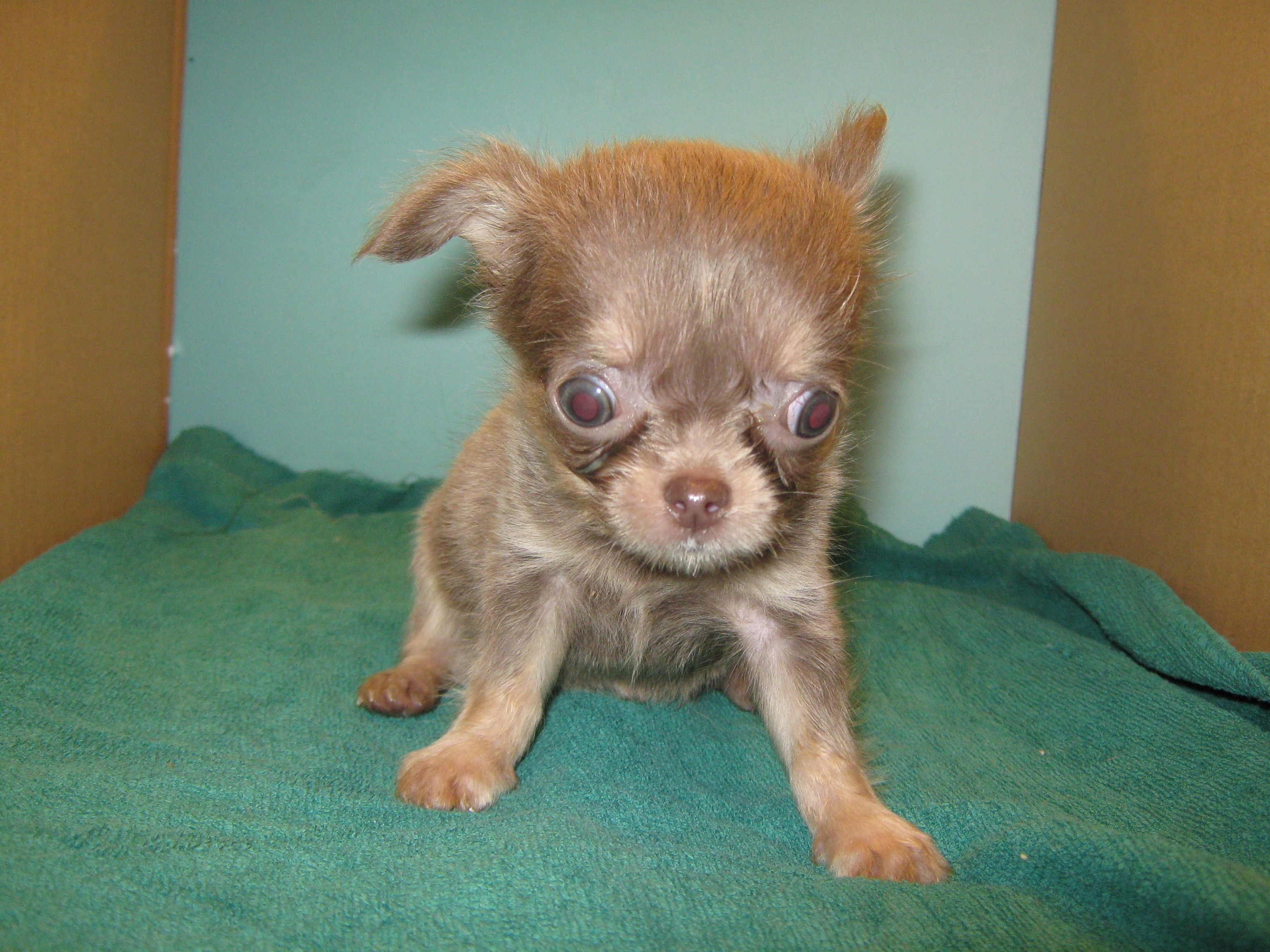 愛知県名古屋市ペットショップワンラブ ロングコートチワワのイザベラタンの女の子 名古屋市 北区 ペットショップ ワンラブ Newクロスタウン店ブログ 愛知県名古屋市ペットショップワンラブ ロングコートチワワのイザベラタンの女の子 名古屋市 北区 ペットショップ ワンラブ Newクロスタウン店ブログ