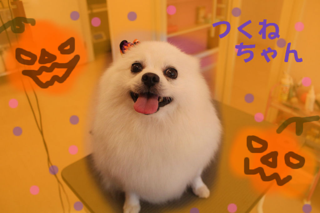 つくねちゃん ポメラニアン トリミングサロンpono