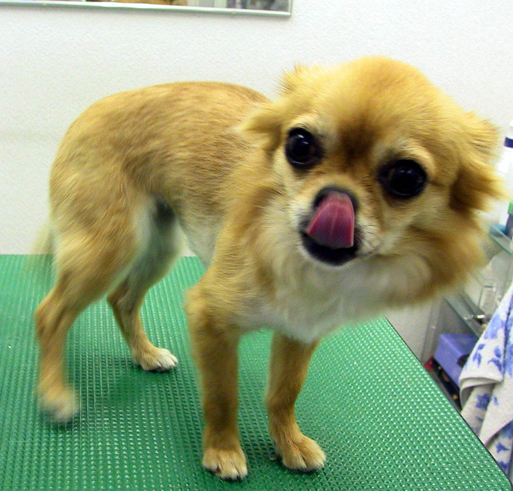 サマーカットの種類 Pet Salon Mignon Diary