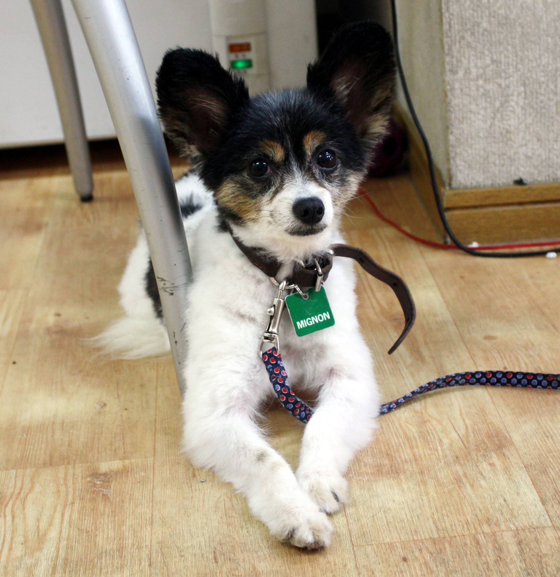 新入りパピヨン Pet Salon Mignon Diary
