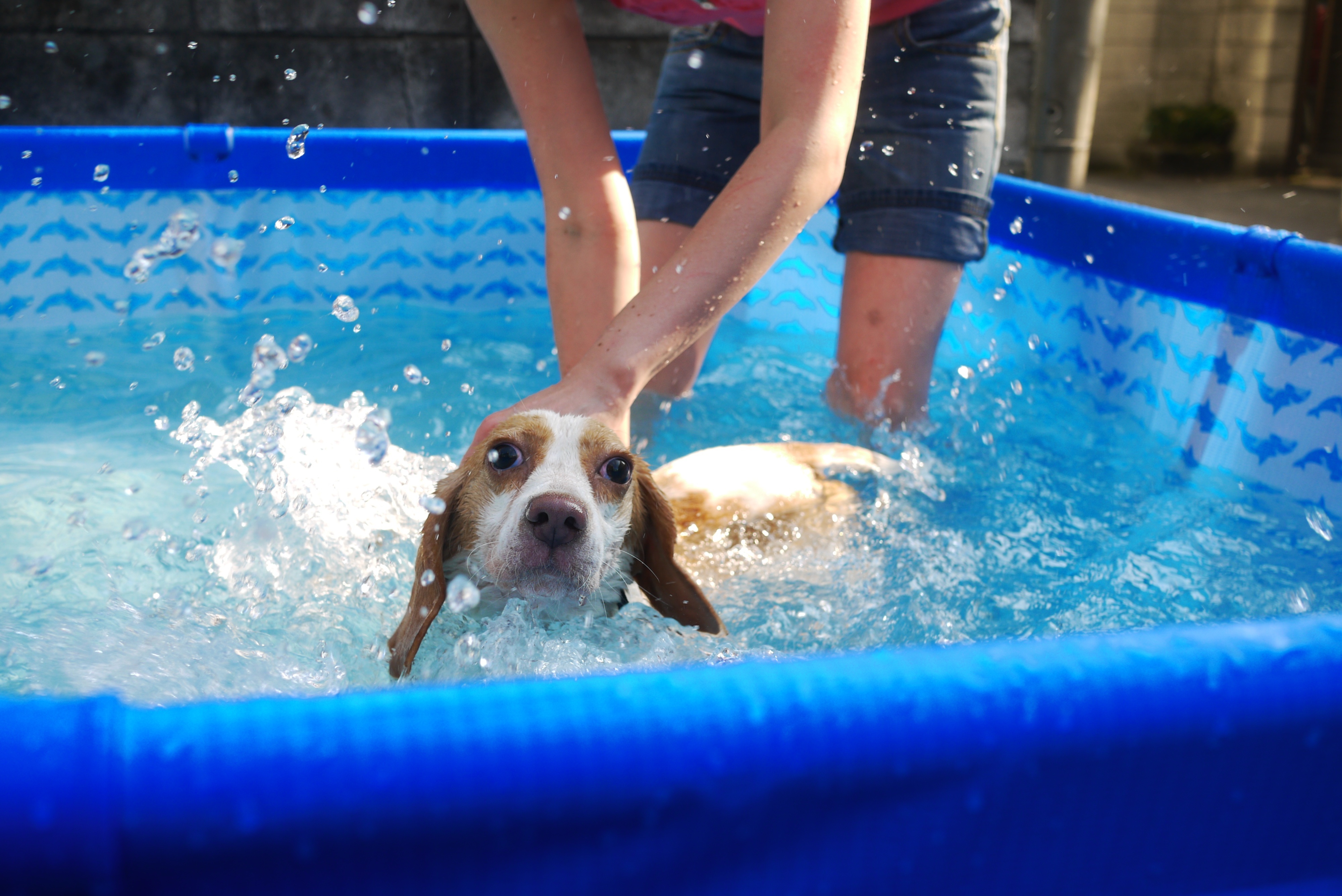 ビーグルは泳げないの Pet Salon Mignon Diary ビーグルは泳げないの Pet Salon Mignon Diary