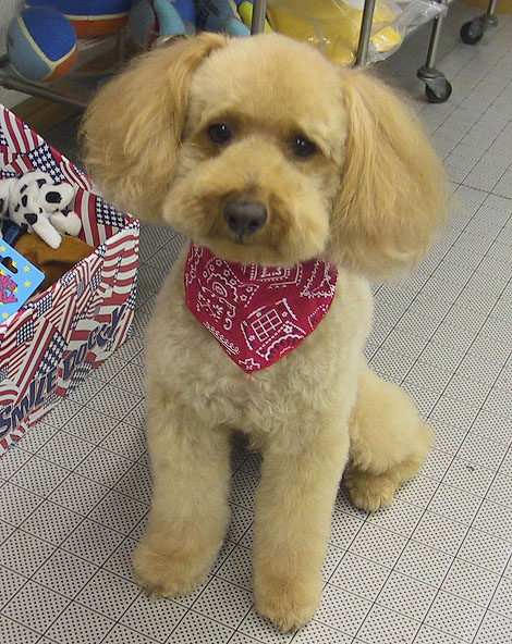 怒られた犬とヨーキーの里親募集 Pet Salon Mignon Diary