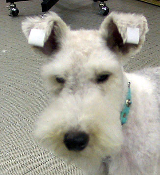 Ear Helper Pet Salon Mignon Diary