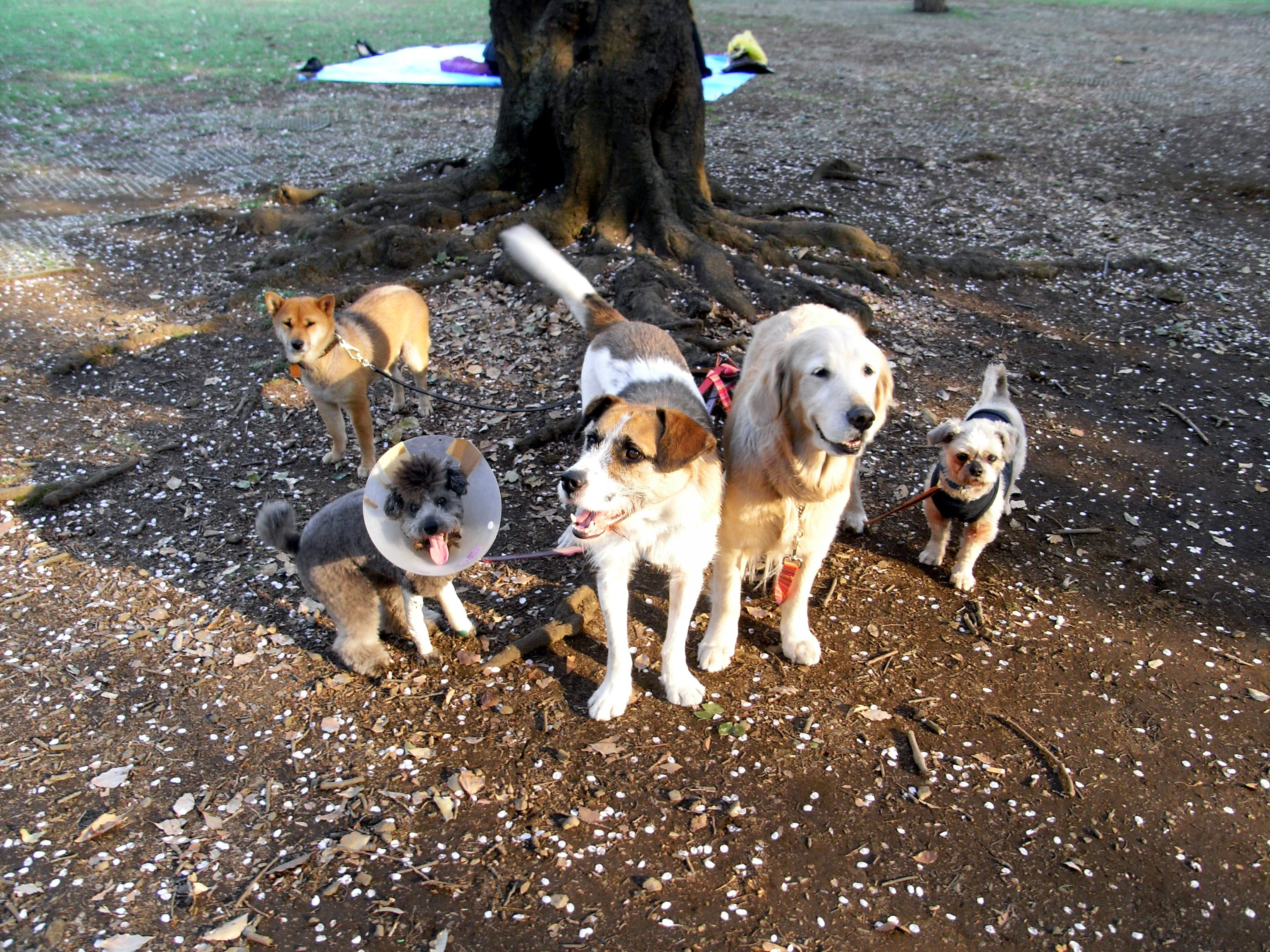 犬どもは Pet Salon Mignon Diary 犬どもは Pet Salon Mignon Diary