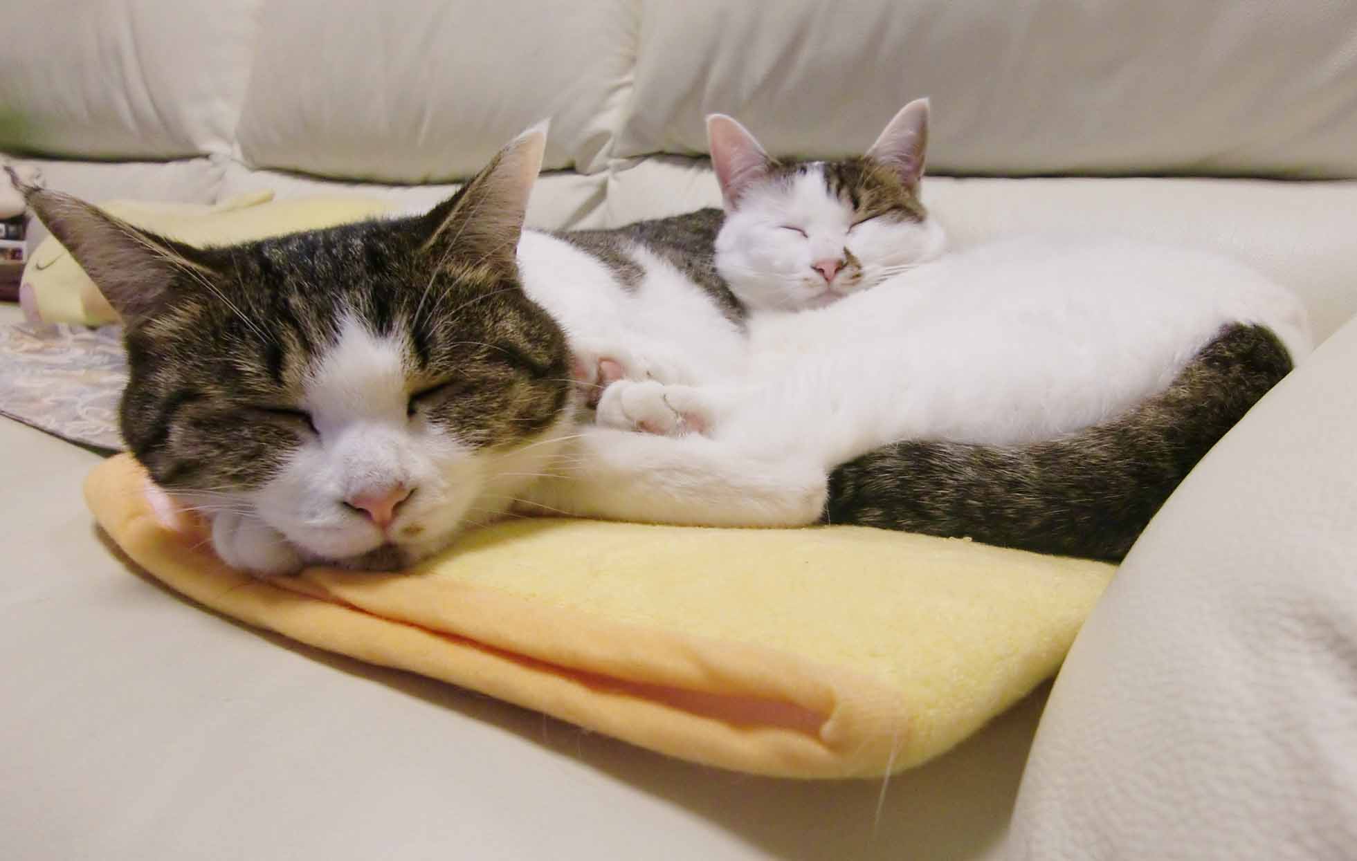 成猫姉妹の近況 Pet Salon Mignon Diary