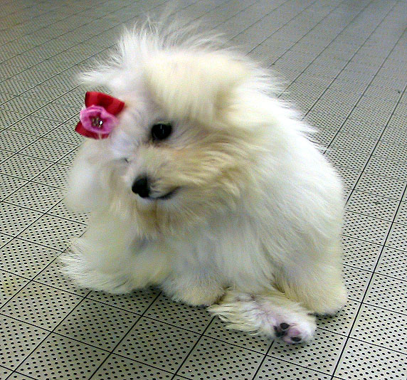 虫犬 Pet Salon Mignon Diary