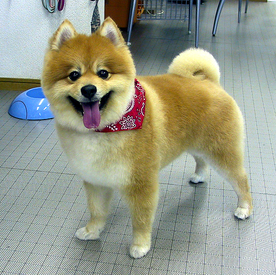 柴ポメ Pet Salon Mignon Diary
