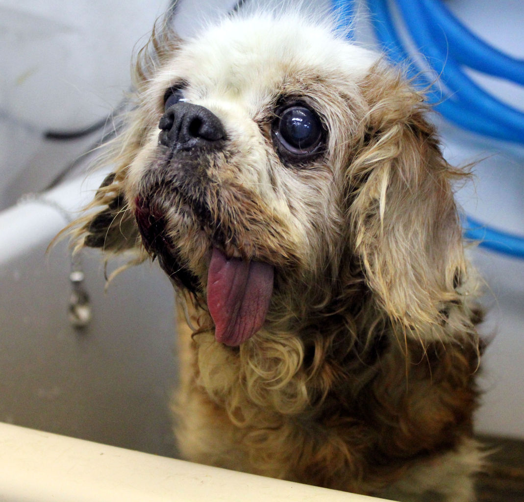 New 保護犬 Pet Salon Mignon Diary