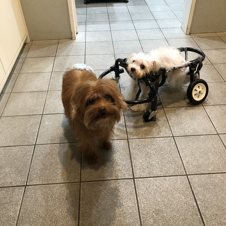 くっつく犬 Pet Salon Mignon Diary くっつく犬 Pet Salon Mignon Diary
