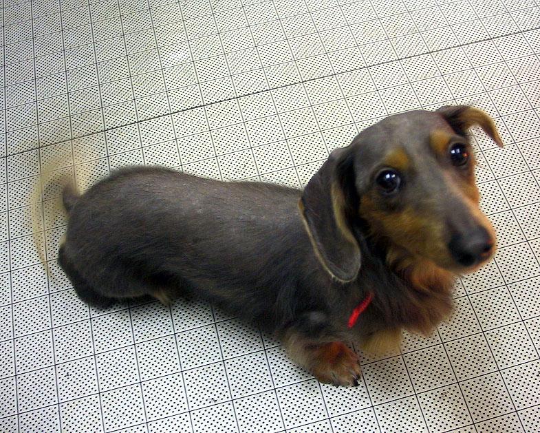 希少色のダックス : pet salon Mignon DIARY