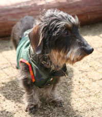 里親募集中 ワイヤーダックス Pet Salon Mignon Diary