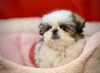 533E23B9-75F7-42CD-8740-80846148E1C2