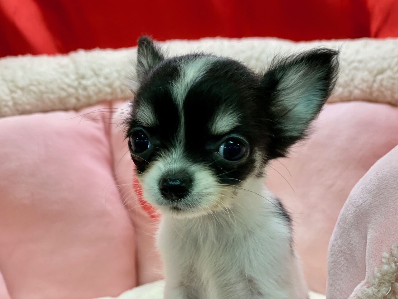 ロングコート チワワの女の子 ペットショップ松浦のスタッフブログ