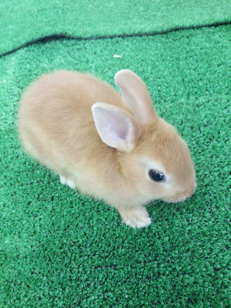 ミニウサギの赤ちゃん ペットショップ松浦のスタッフブログ