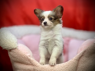 662120A0-6298-4A28-B833-9BF6647D9F08