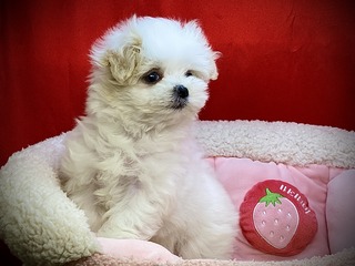 665D3078-DB82-4A2F-A188-A72D88F48DB0