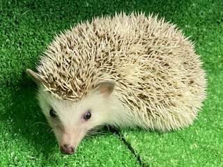 337E68B2-83E0-4E58-A001-64A8BEB981F0