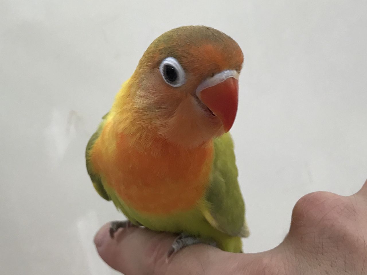 ボタンインコ属