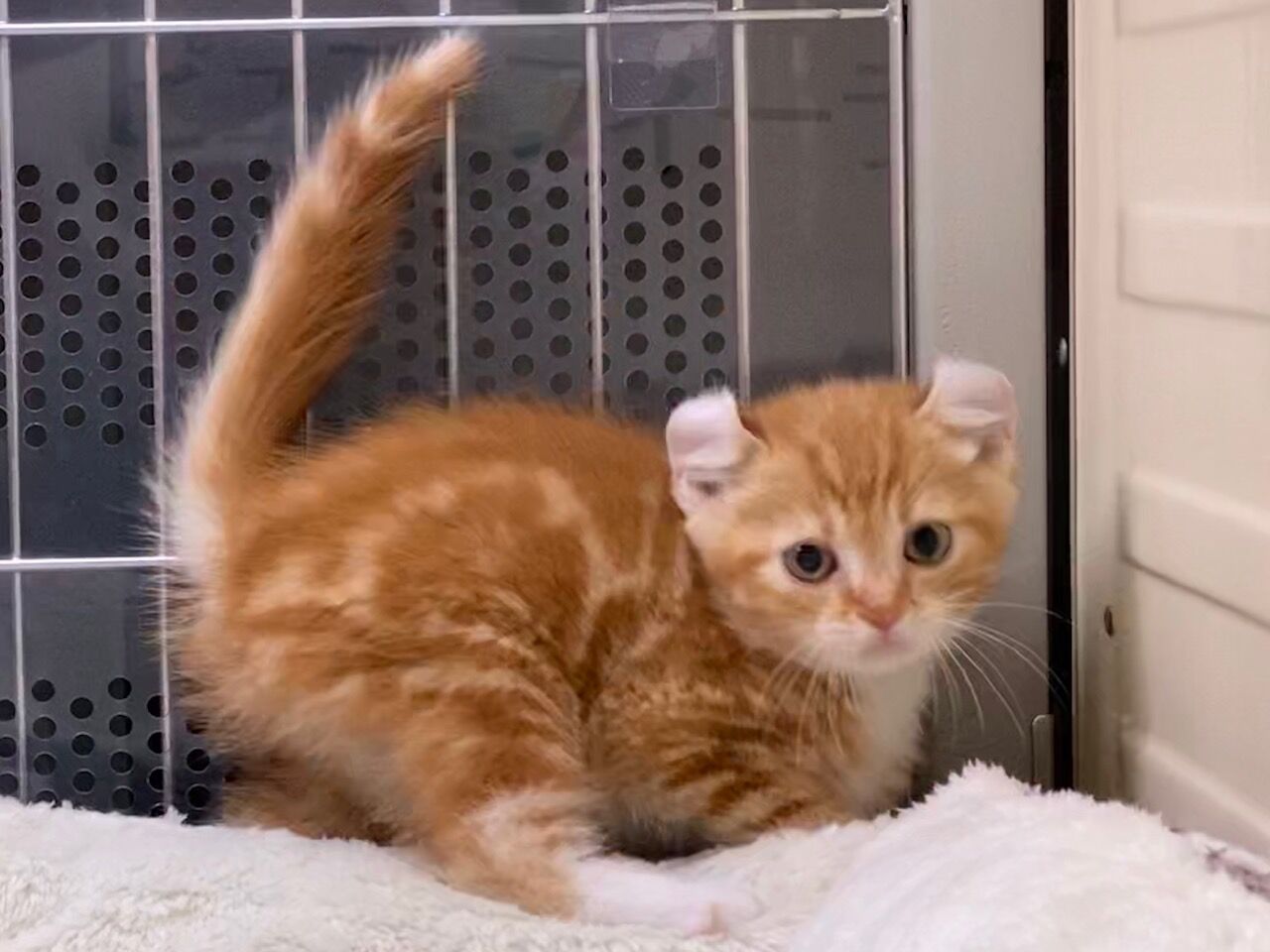 アメリカン カールの男の子 ペットショップ松浦のスタッフブログ