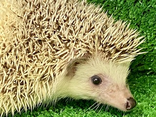 E9C52A22-D57F-44F5-86B5-4282F28C6348