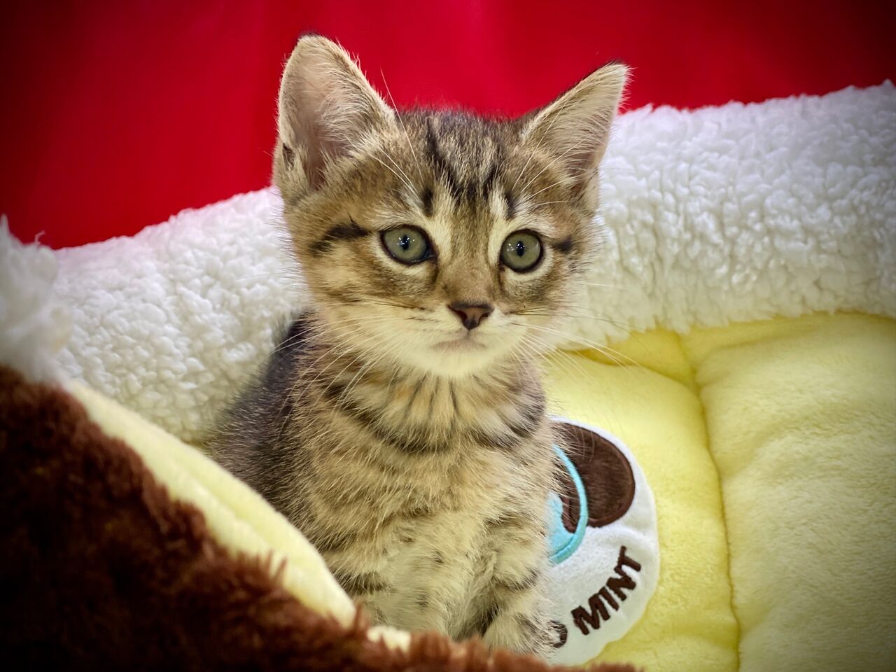 ミックス猫ちゃん ペットショップ松浦のスタッフブログ ミックス猫ちゃん ペットショップ松浦のスタッフブログ