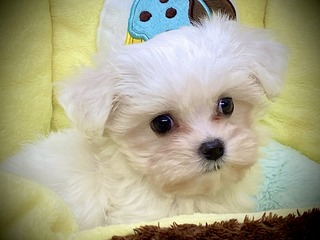 700B4E8C-DC9F-4474-83B7-FDF429367AFE