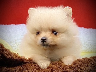 977FEB0F-ADDD-4A01-BCB1-51067A308555