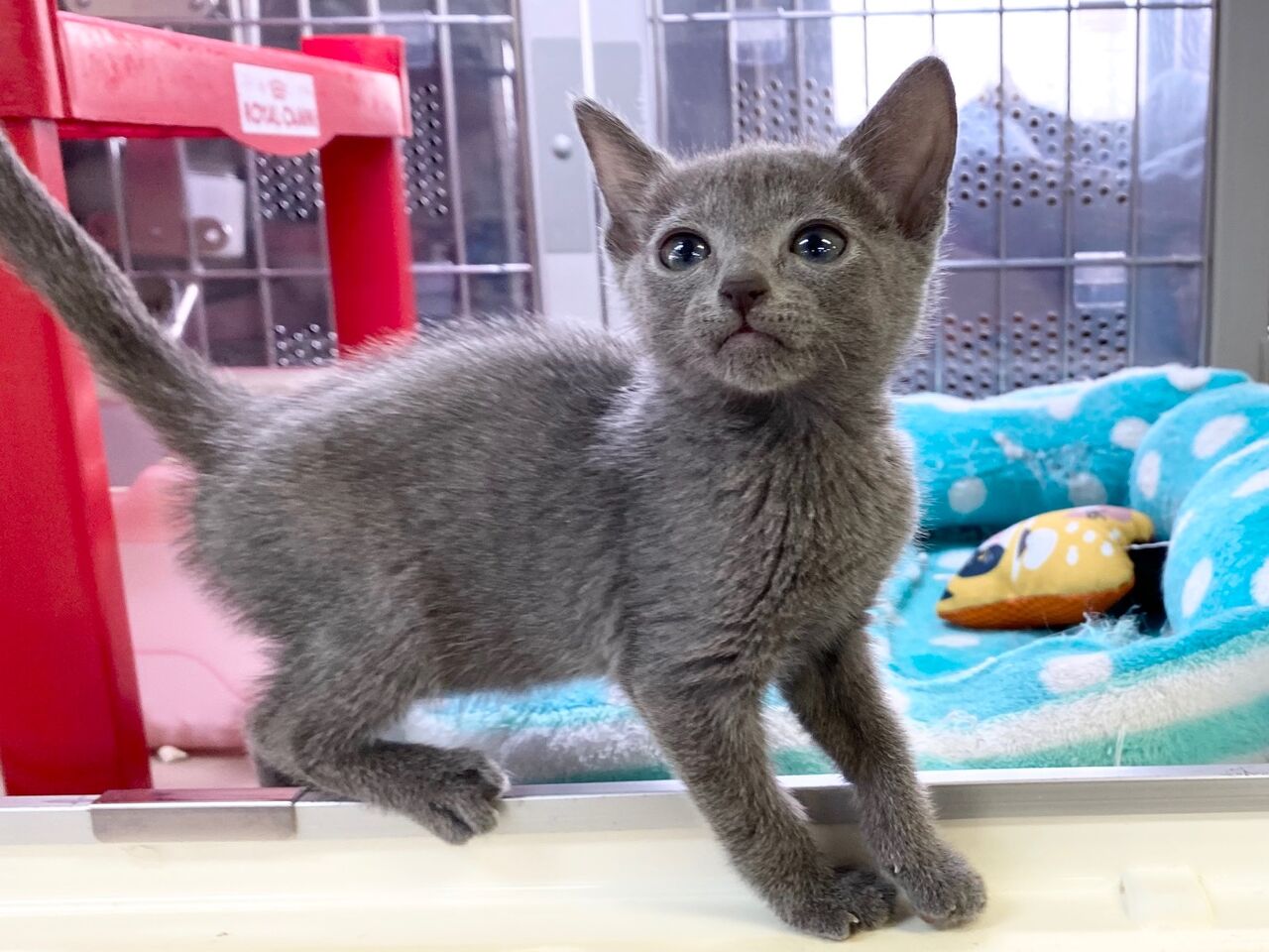 ロシアンブルーの女の子 ペットショップ松浦のスタッフブログ