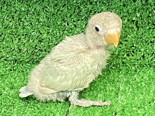 1D1C24E8-E970-4F01-BFAE-FEF782524B25