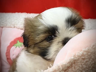 20913ECA-943B-4410-A9A4-E27B758DB40B