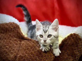 3A987F8D-AC48-40AB-BDC7-2E4F8B26720C