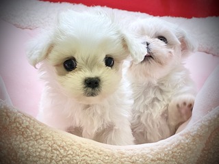 2B7456C5-2940-451A-974D-54AC222BB12D