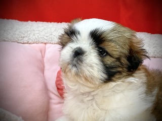 3AAB8638-F3AB-450E-9E43-26C24BD7BBDE