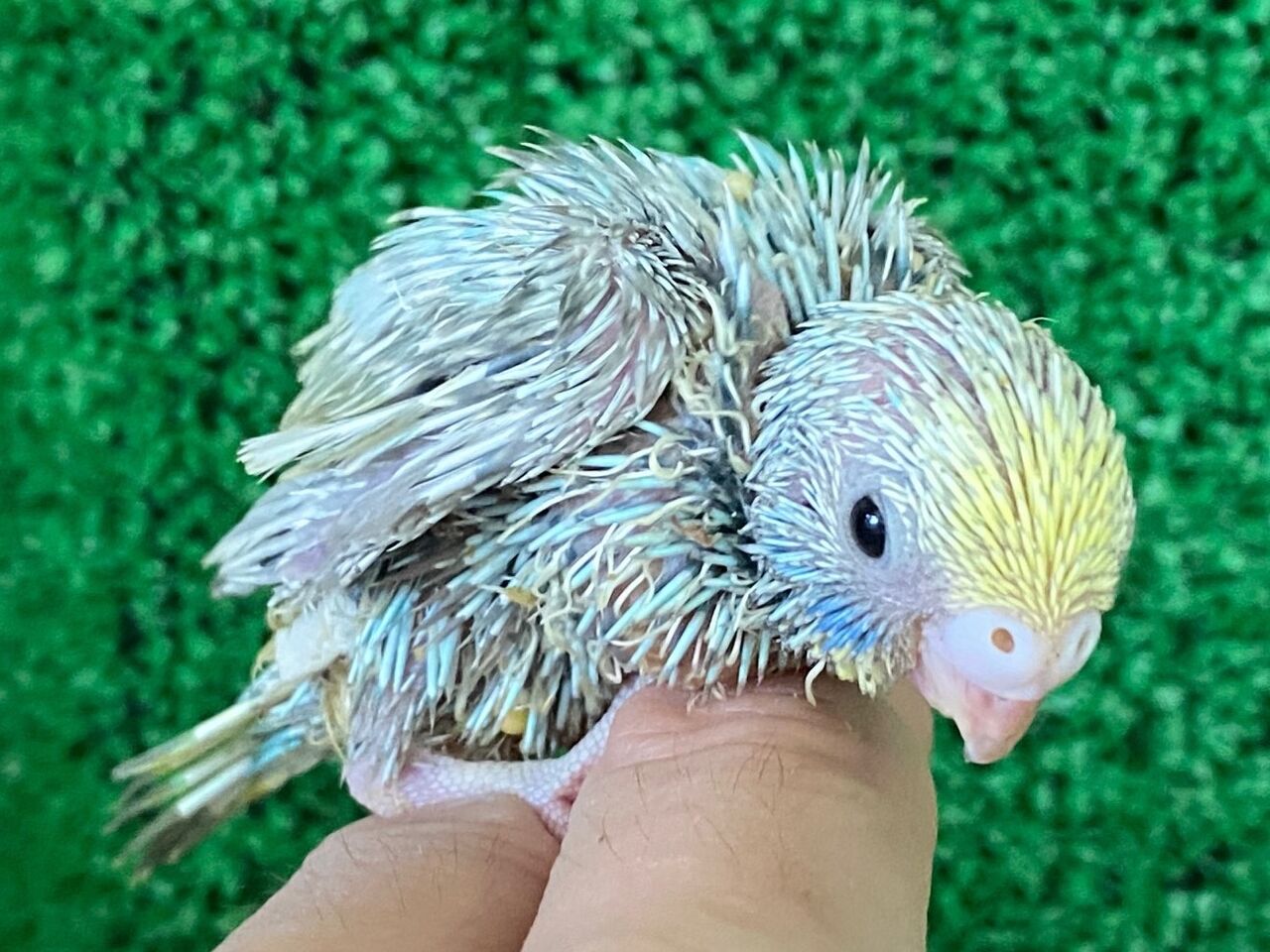 手のりセキセイインコ ペットショップ松浦のスタッフブログ