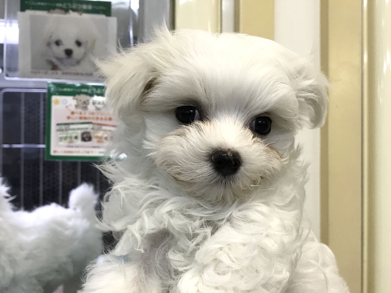 マルチーズの女の子 ペットショップ松浦のスタッフブログ