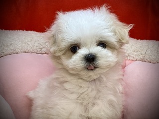 3A4E9ED5-113D-4B68-8CB8-A4719BB823F6