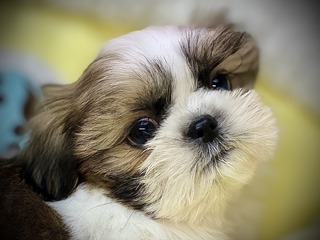 524498EF-7091-4B88-A7F8-18E646BC114F