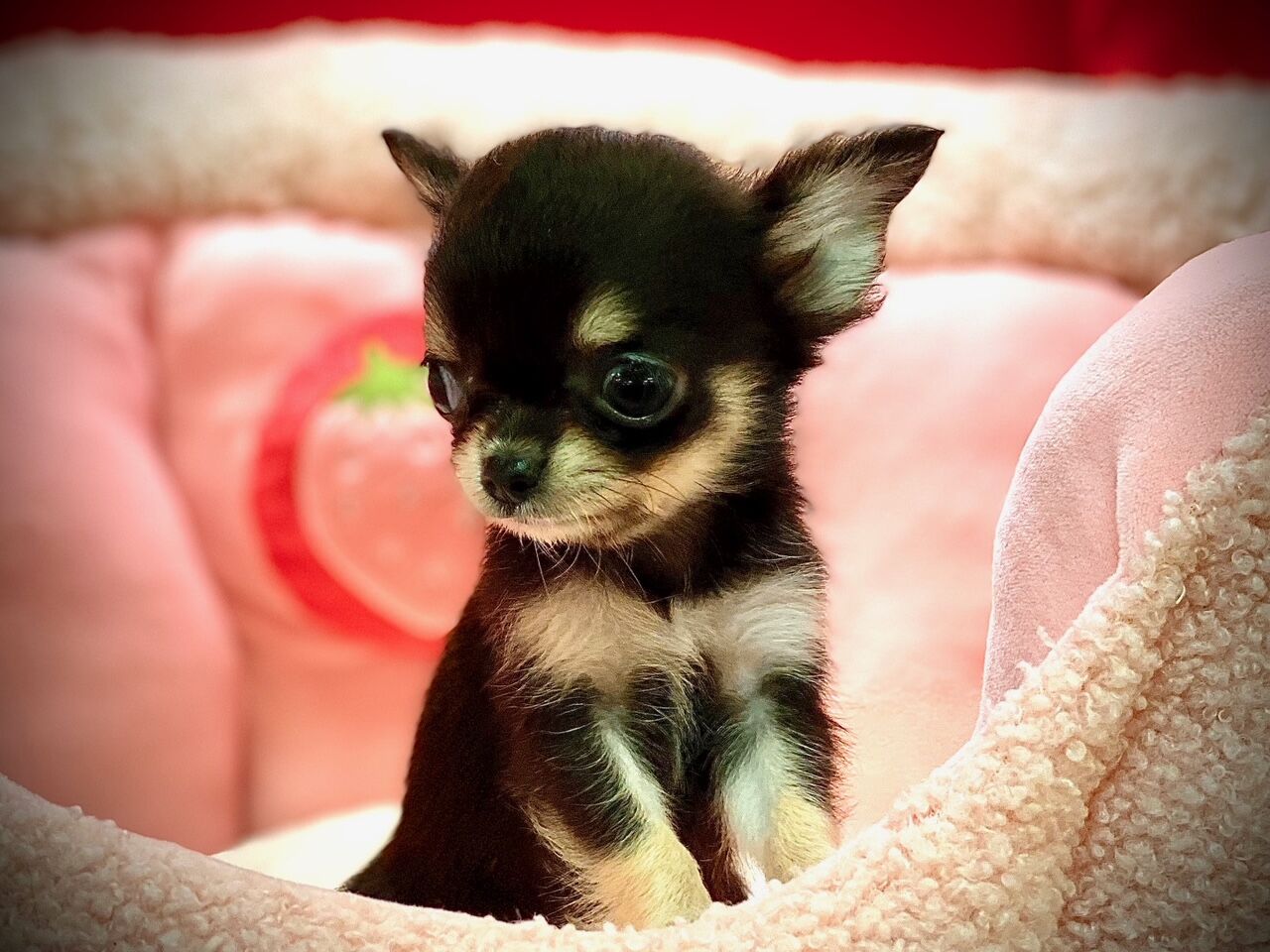 ロングコート チワワの女の子 ペットショップ松浦のスタッフブログ